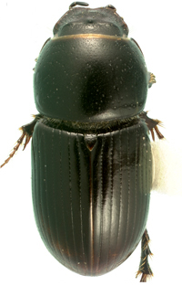Aphodius granarius male